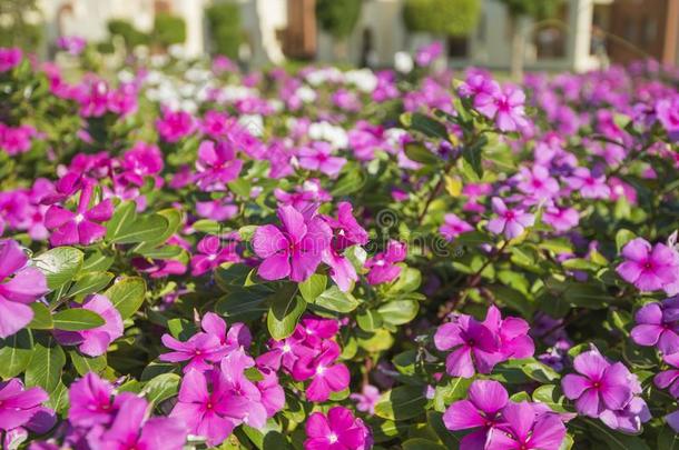 装饰的玫瑰<strong>长春花</strong>开<strong>花</strong>植物采用一form一lg一rden