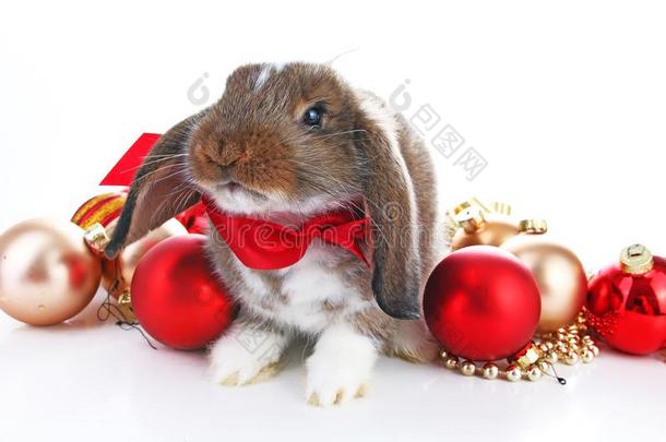圣诞节动物.漂亮的圣诞节兔子.兔子兔子砍伐名人
