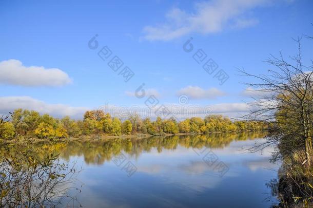 秋风景.河和河银行和黄色的树.柳树