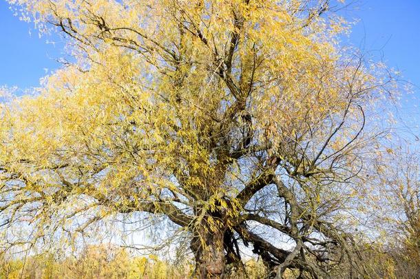 黄色的柳树树叶.柳树树采用秋.