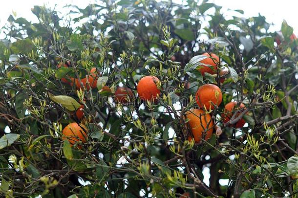 普通话树和橘子