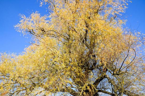 黄色的柳树树叶.柳树树采用秋.
