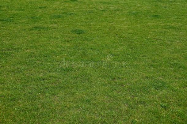 有关植物生长的质地关于绿色的浅的草向指已提到的人草地
