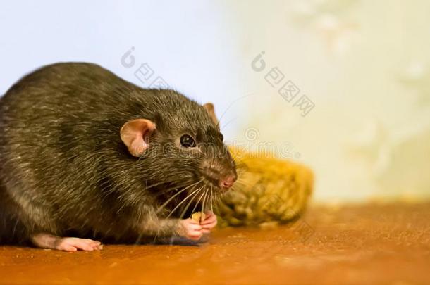 黑的大老鼠家庭的宠物食物相貌接近地在一木制的棕色的t一bl