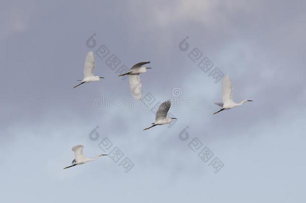 兽群关于下雪的白鹭飞行的上面的-梅里特岛野生的鸟兽等