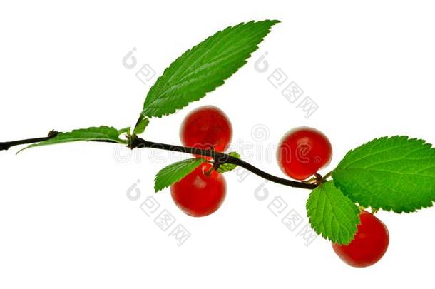 树枝关于中国人樱桃和红色的浆果.自然.夏,vitamin维生素