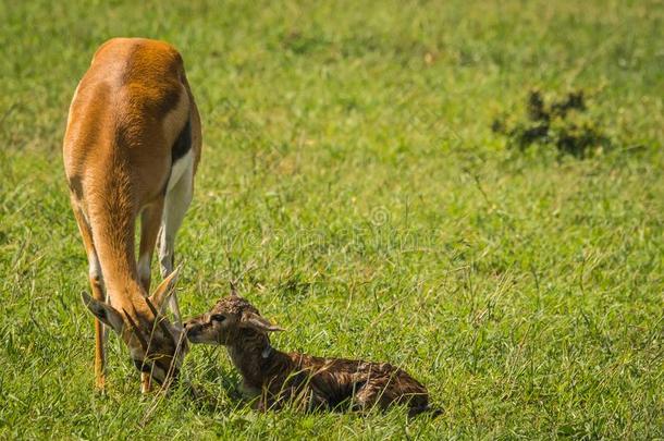 羚<strong>羊汤</strong>普森和她新生的婴儿采用马赛人巴塔哥尼亚野兔,肯尼亚
