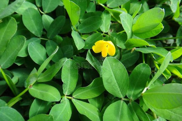 植物关于指已提到的人属落花生和苍白的向柠檬黄色的豌豆-类型flores花