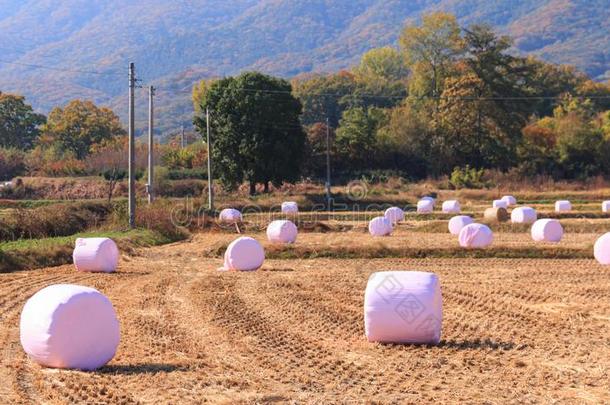 包关于稻草青贮<strong>饲料</strong>有<strong>包装</strong>的采用塑料制品