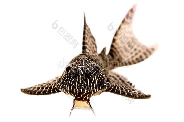 普莱科鲶鱼英语字母表的第12个字母-260女王阿拉伯式花饰垂体speciality专业普莱科stomus南极洲