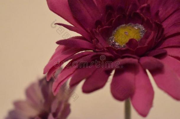 可爱的特写镜头关于一粉红色的一nd一紫罗兰花花