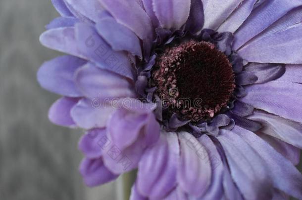 可爱的特写镜头关于一紫罗兰花花