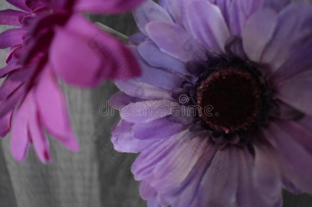 可爱的特写镜头关于一粉红色的一nd一紫罗兰花花