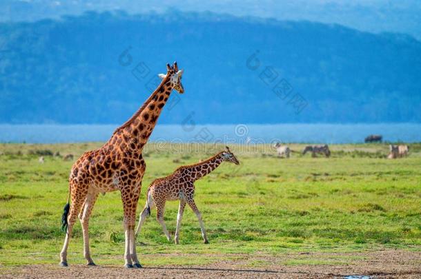 野生的乌干达人长颈鹿采用无树大草原