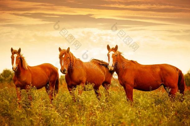 美丽的棕色的马采用指已提到的人绿色的草地dur采用g美好的日落Slovakia斯洛伐克