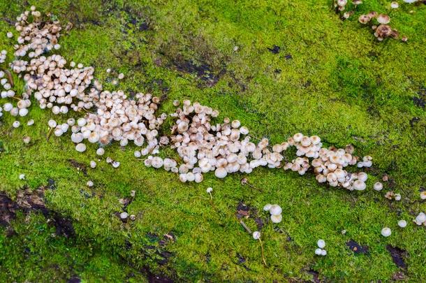 苔藓和野生的蘑菇向练习用球瓶采用KawaguchiElectricWorksCo更多的平底锅自然跟踪长途跋涉