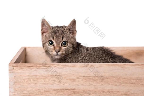 灰色猫采用指已提到的人木制的盒