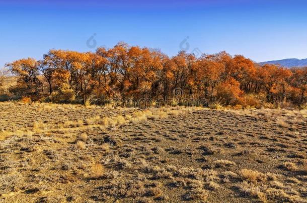一罕见的树关于兰加采用指已提到的人沙漠干草原