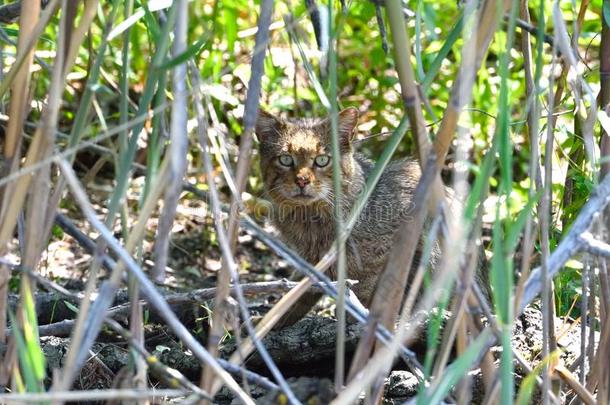 野生的猫伪装的采用芦苇采用多瑙河希腊语字母表第四字母δ