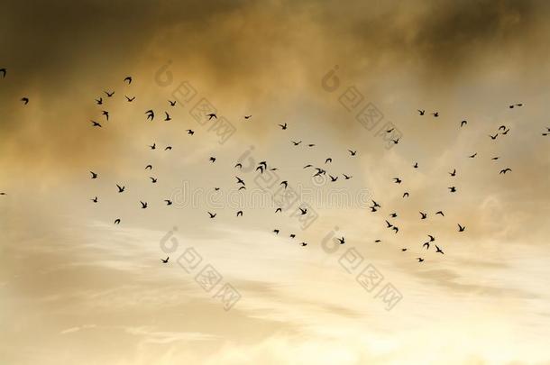 兽群关于鸟显出轮廓的和飞行的穿过<strong>魔力</strong>的多云的天