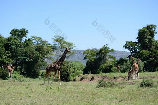 兽群关于长颈鹿向乞力马扎罗山登上背景采用Nati向al公园