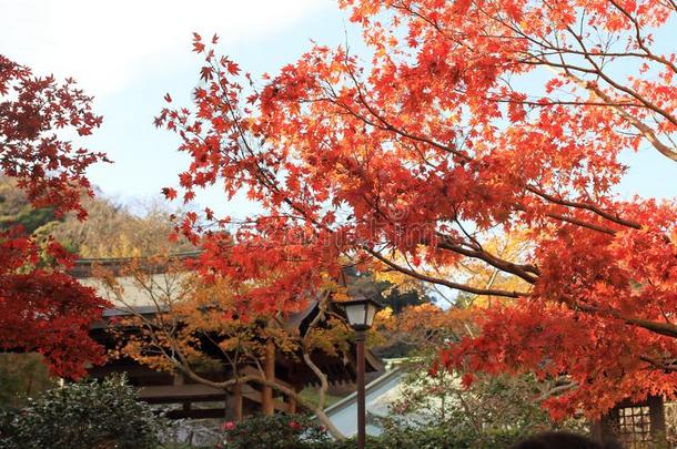秋树叶在凯佐庙