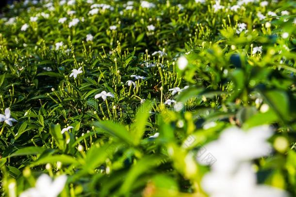 浓子茉莉属中华按蚊种植采用指已提到的人花园,哪一个是（be的三单形式指已提到的人后座议员