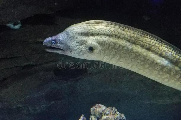 海鳗鳝鱼水族馆demand需要巴黎颈动脉搏动切迹Ã©浅绿色