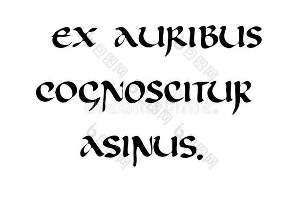 文本和黑的拉丁文美术字采用安色尔字体文本