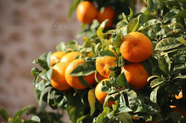 新鲜的橙生长的向桔子<strong>树</strong>采用马略卡岛