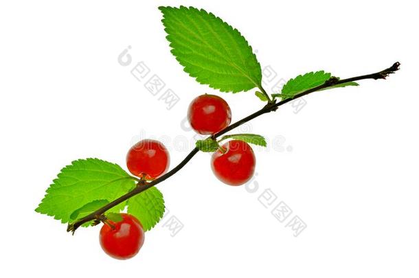 树枝关于中国人樱桃和红色的浆果.自然.夏,vitamin维生素