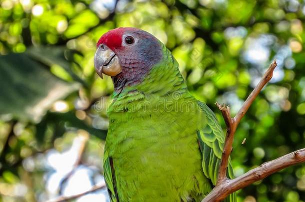 熄灭受到威胁的红色的-有尾的亚马逊河鹦鹉,亚马逊河aBrasilie
