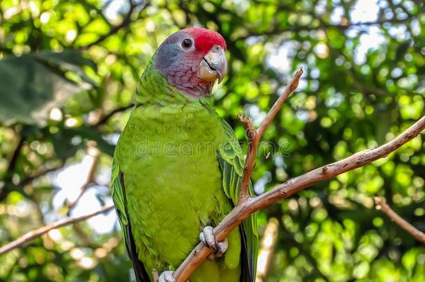 熄灭受到威胁的红色的-有尾的亚马逊河鹦鹉,亚马逊河a巴西