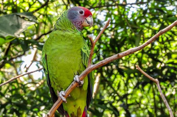 熄灭受到威胁的红色的-有尾的亚马逊河鹦鹉,亚马逊河a巴西，