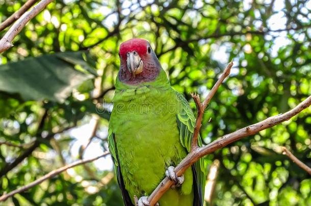 熄灭<strong>受到</strong>威胁的红色的-有尾的亚马逊河鹦鹉,亚马逊河a巴西