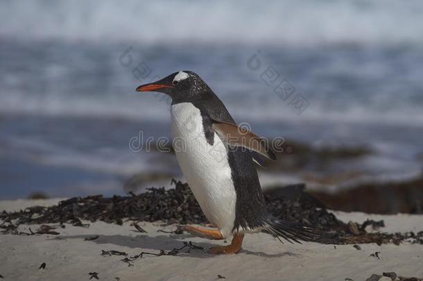 巴布亚企鹅企鹅即将到来的<strong>上岸</strong>向磨沙机岛