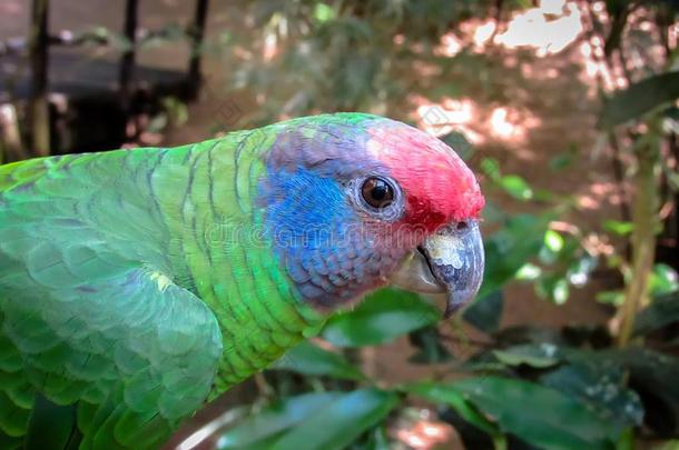 熄灭<strong>受到</strong>威胁的红色的-有尾的亚马逊河鹦鹉,亚马逊河a巴西