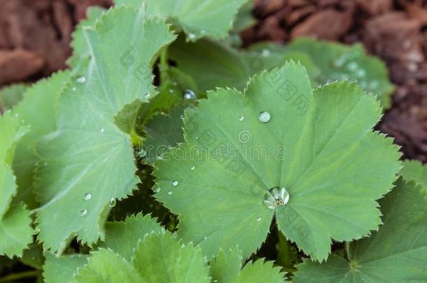 雨落下向炼金<strong>术士</strong>软的植物叶子