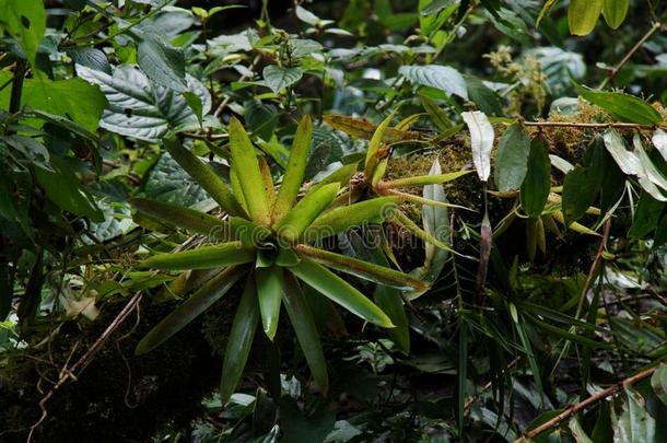 密集的热带的雨林植物详述在上面关