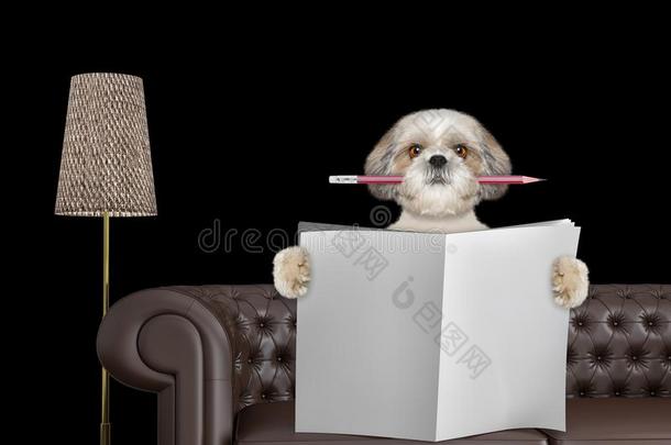 漂亮的狗和铅笔阅读报纸和空间为文本向这样