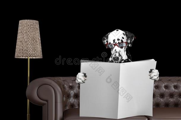 达尔马提亚的狗和眼镜阅读报纸和空间为文本