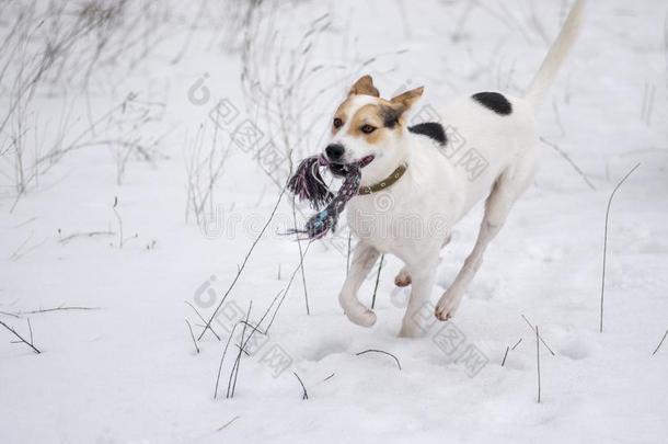 狗飞驰的采用雪和粗绳在期间play采用g