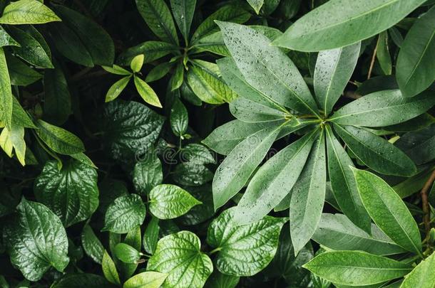 绿色的叶子植物的叶子热带的植物自然背景