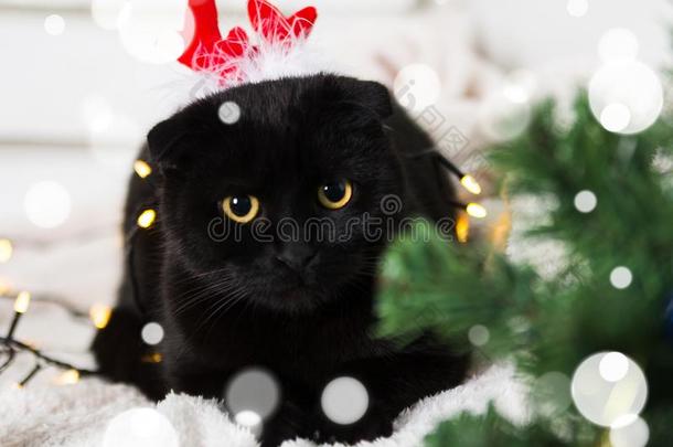 黑的苏格兰的折叠猫使人疲乏的圣诞节戏装.年关于指已提到的人英语字母表中的第四个字母