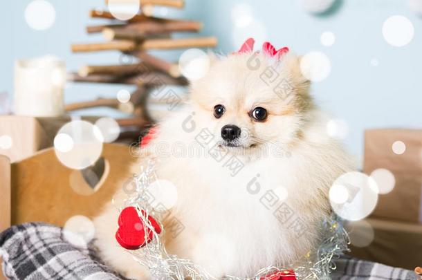 波美拉尼亚的狗使人疲乏的圣诞节戏装.年关于指已提到的人狗康塞普