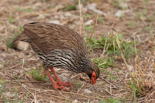 红色的-<strong>收缩</strong>的刺鸡或红色的-<strong>收缩</strong>的Froncolin