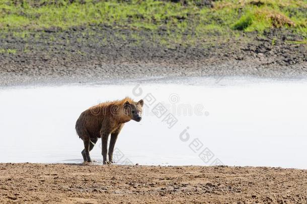 特写镜头关于有斑点的鬣狗在旁边水坑