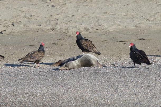 火鸡秃鹫和死去的密封上岸-山羊岩石海滩北方的