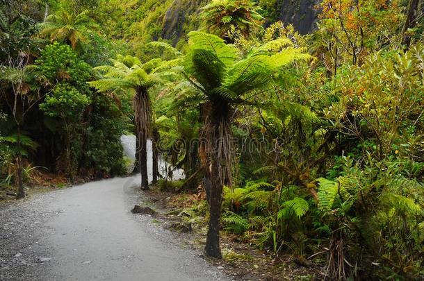 雨林,雨森林,新的西兰岛
