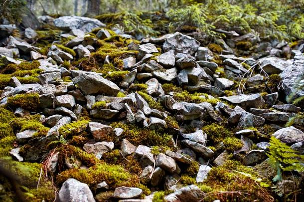 绿色的苔藓向指已提到的人岩石,理想的为背景和质地影响